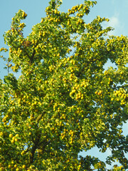 Yellow pear on pear tree with green leaves on blue sky background. Local food sustainability concept. Food presentation in the nature. Harvest and autumn fruit