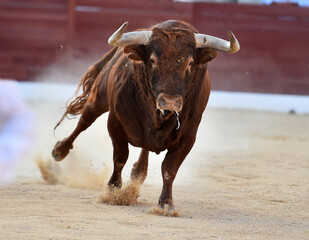 a powerful bull on the spanish spectacle of bullfight
