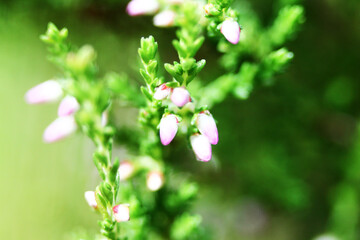 Summer flowers and Heath. Bell heather, Erica Calluna vulgaris blooms pink in the sunlight