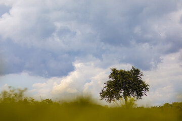 Fototapeta premium tree in the field and blue sky