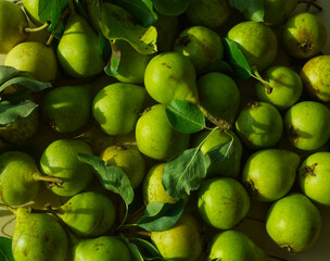 Green pear fresh from tree with green leaves in a group. Minimal local food concept, top view, overhead. Green food presentation.