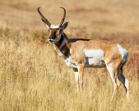 Pronghorn Buck Flehmen Response