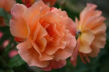 Rose “Westerland” in the morning garden