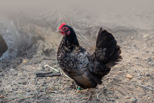 The Japanese bantam or Chabo is a breed of chicken originating in Japan
