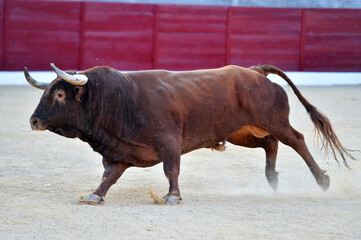 gran toro español en una plaza de toros