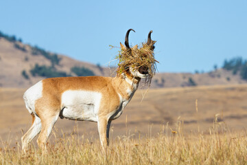 Pronghorn Buck with Headgear During Rut