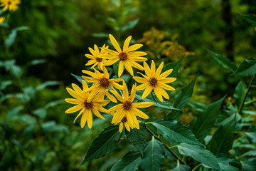 yellow wild flowers