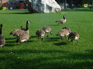 Oie, nature, gazon, vert, canard, parc, faune, cygne, oiseau, canard
Goose, nature, grass, green, duck, park, wildlife, swan, bird, duck