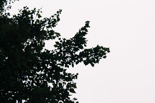 darkened woods