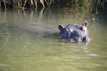 Wild Life: Animals  in their element