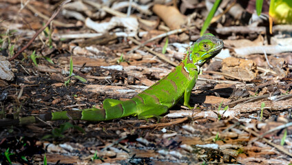 Fototapeta premium Green iguana crawls on the forest floor, Fort Lauderdale, USA