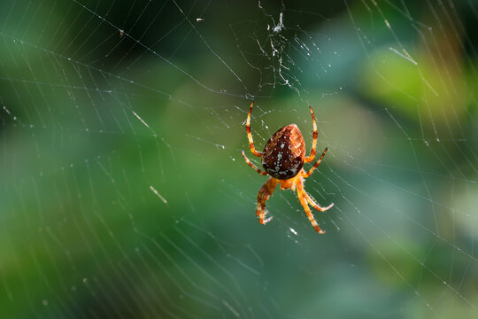 Spider Araneus  sitting on a web in the background light closeup