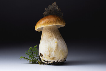 Beautiful thick mushroom penny bun (cep, porcini, Boletus edulis) with an tracery leaf on the cap....