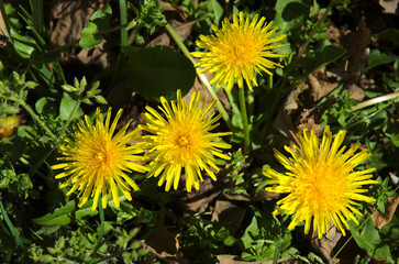 Dandelion flowers in full bloom