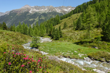 Berglandschaft mit Alpenrosen und Gebirgsbach