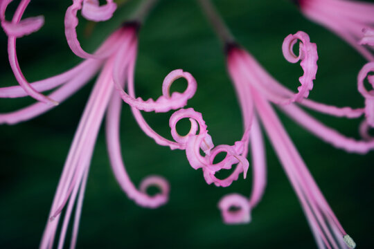Detail of long pink curly petals of Guernsey Lily flowers, aka Bowden Lily, growing in garden with blurred dark green background. Nature abstract macro photography