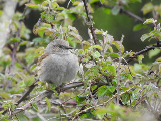 Gray-brown little bird on a tree branch