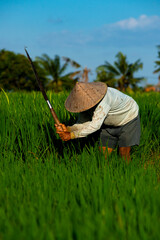 Man working the rice field. Bali, indonesia