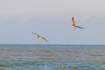 Pelicanos volando en la playa de Tuxpan, Veracruz, México