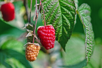 Ripening raspberries on a bush in cottage garden, closeup