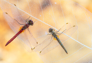 Macro shots, showing of eyes dragonfly and wings detail. Beautiful dragonfly in the nature habitat.