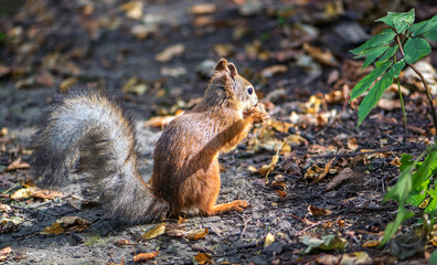 Naklejka na ściany i meble Funny red squirrel with a fluffy tail in the forest gnaws a nut