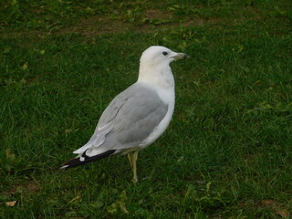 Mouette
seagull