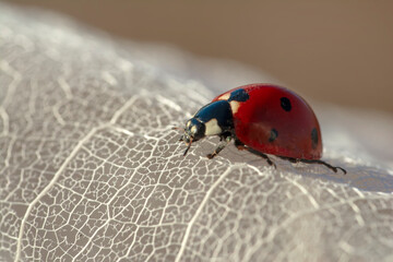 Beautiful ladybug on leaf defocused background