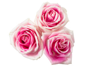 Pink rose flowers on isolated white background.Floral meaning of love elements wedding card.clipping path object.