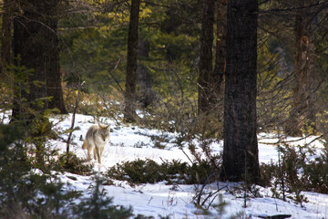 A coyote crossing the Tunnel Mountain hiking trail in Banff National Park Canada