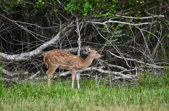 Female Sitka Deer near Dead Fall in Woods