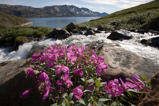Fireweed and Mountain Stream, Greenland