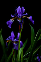 Blue iris flowers at night