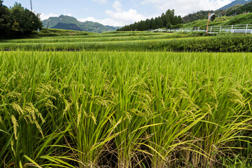 Rice crop terrace in Japan