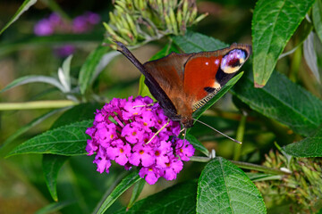 Tagpfauenauge (Aglais io) - European peacock