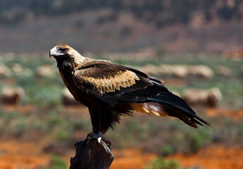 Wedge-tailed Eagle sitting on a fence post in the outback of South Australia. Sheep in background.