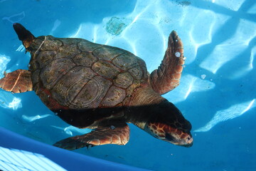 Obraz premium turtle in the sea