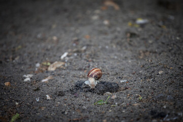 Helix Pomatia, also called Burgundy, Edible or Roman snail, known as escargot, standing on a rock on a wet ground after a rain. It is a brown very common snail in Europe
