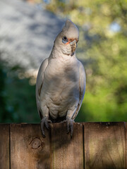 Long Billed Corella Perched vert