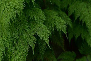 Closeup of simple green leaves