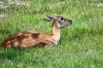 Female Blackbuck Antelope Resting in Field of Grass