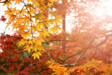 Early Autumn with maple leaves background.