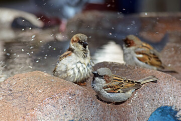 AVES