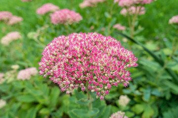 Sedum flowering outside in a garden.