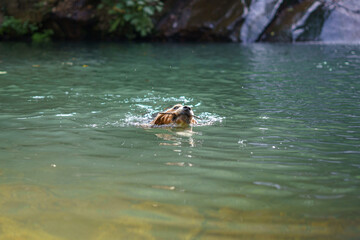 Perro beagle nadando en un lago durante una ruta de naturaleza trae un palo