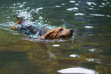 Perro beagle nadando en un lago durante una ruta de naturaleza trae un palo