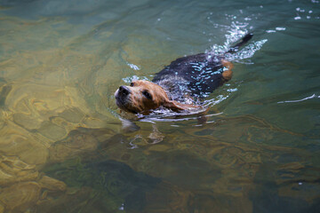 Obraz premium Perro beagle nadando en un lago durante una ruta de naturaleza trae un palo