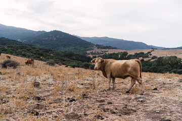 Paisaje montañoso de andalucia con animales salvajes