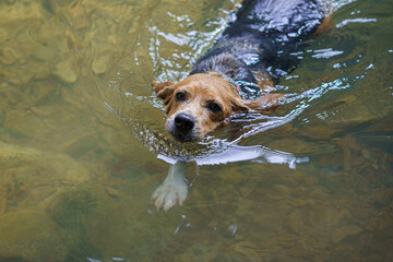Perro beagle nadando en un lago durante una ruta de naturaleza trae un palo