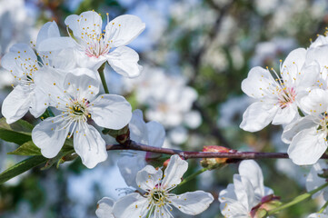 Obraz premium Branches of blossoming apricot macro